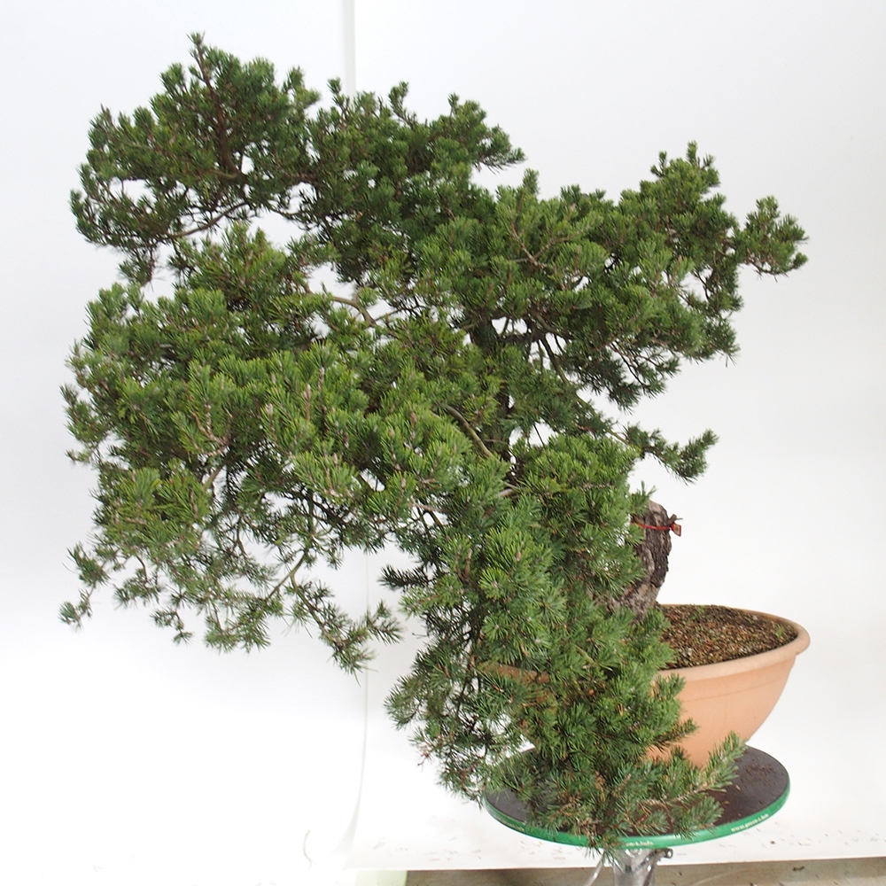 Yamadori - Pinus sylvestris Espagne