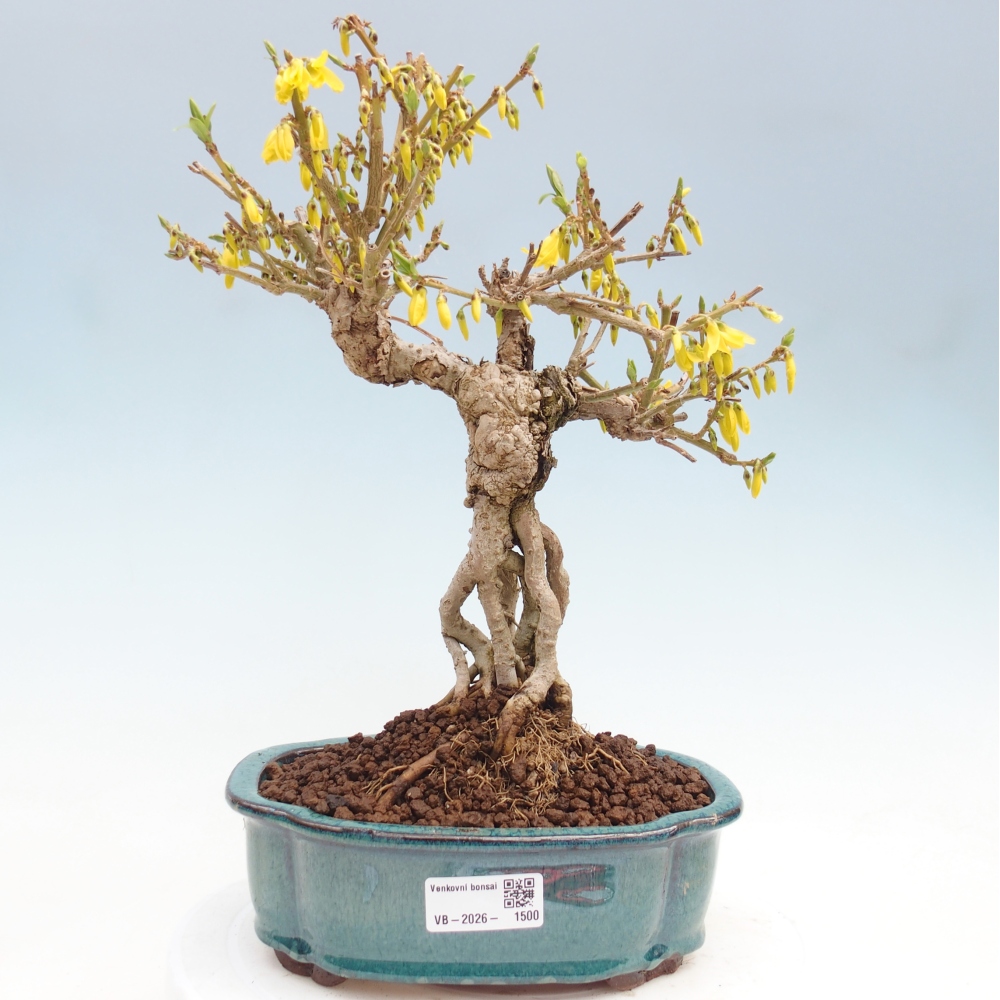 Bonsaï d'extérieur - Zlatice - Forsythia koreana