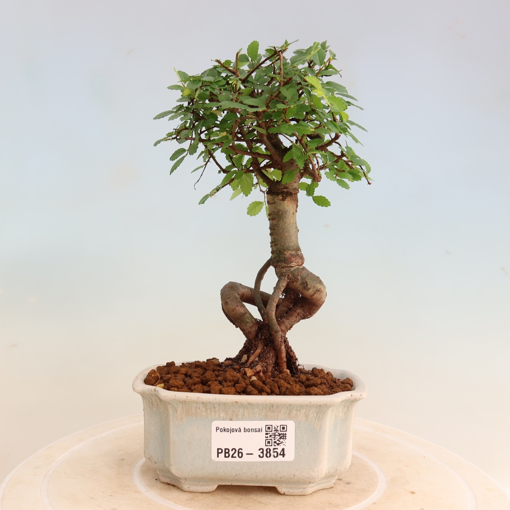 Bonsaï de chambre - Ulmus parvifolia - Orme à petites feuilles