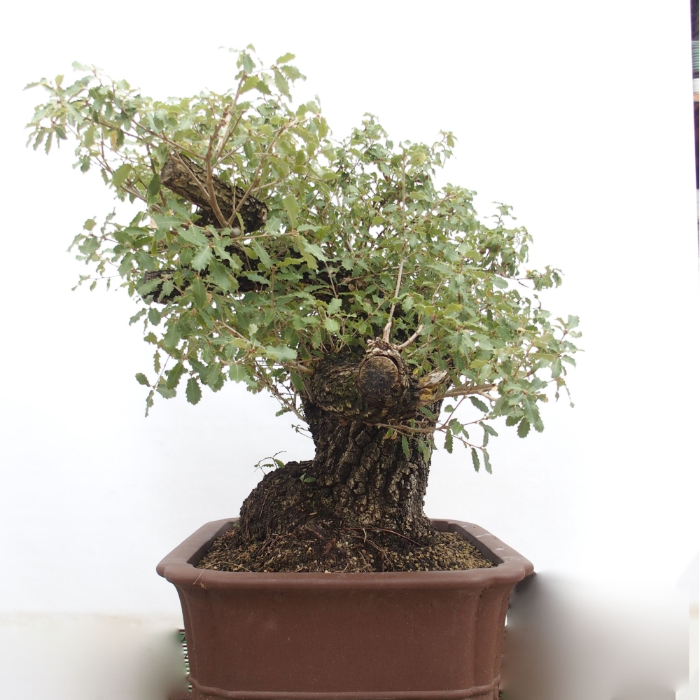 Yamadori - Quercus Ilex - Chêne vert