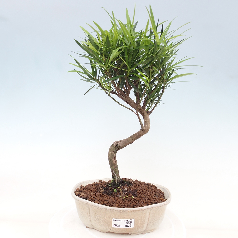 Salle bonsaï - Podocarpus - If en pierre