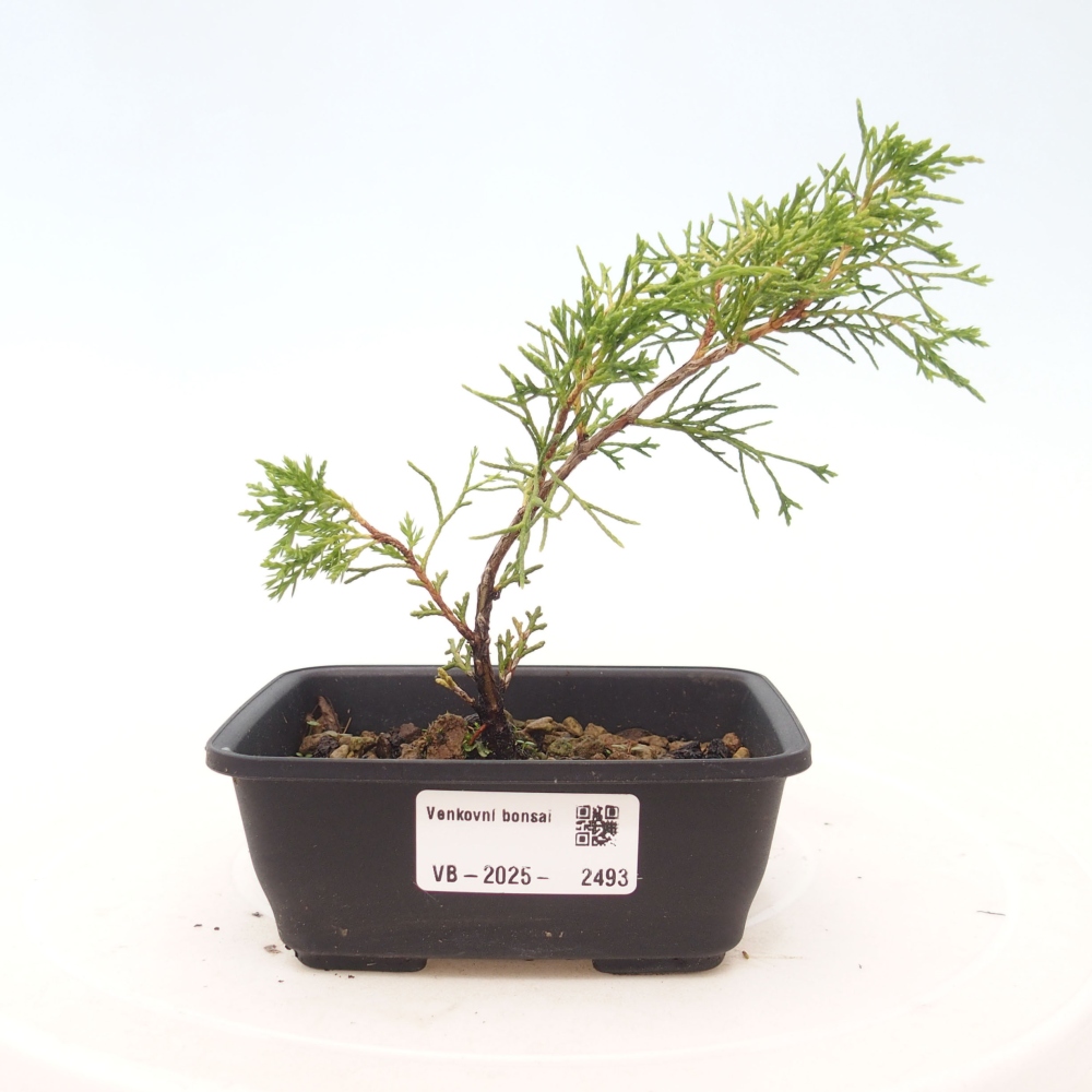 Bonsaï d'extérieur - Juniperus chinensis Itoigawa