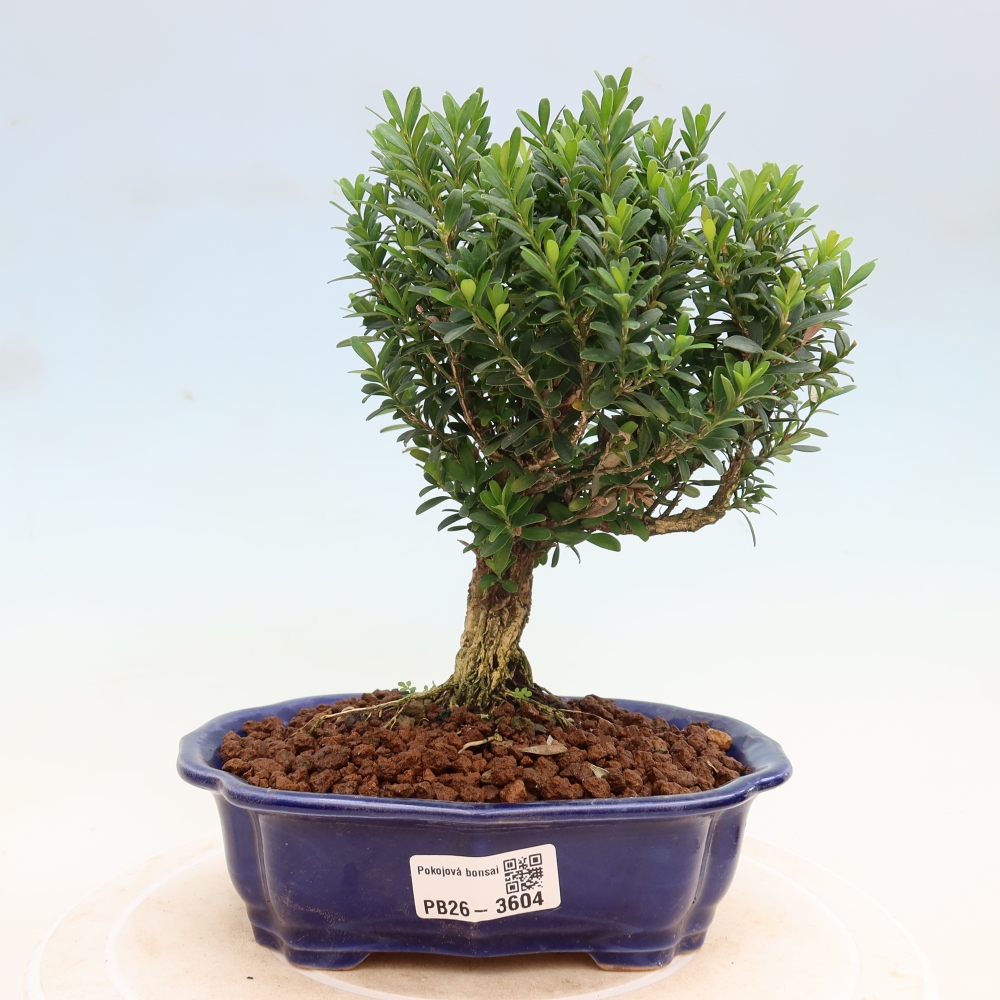Bonsaï de chambre - Buxus harlandii - buxus liège