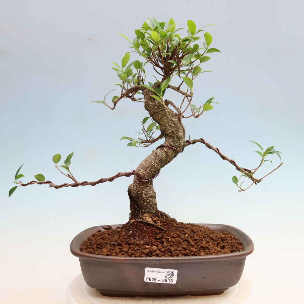 Salle bonsaï - Ficus kimmen - ficus à petites feuilles