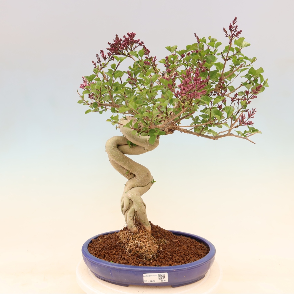 Bonsaï d'extérieur - Syringa microphylla - lilas à petites fleurs