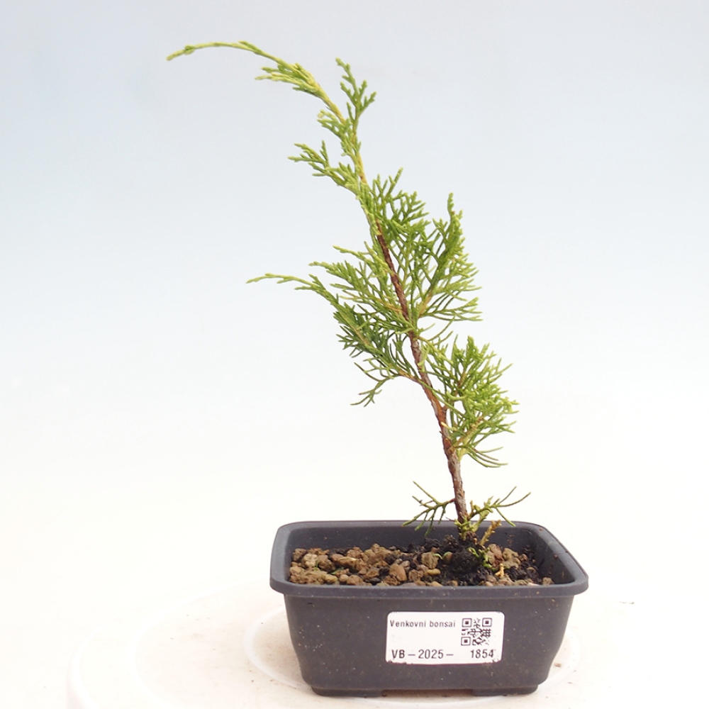 Bonsaï d'extérieur - Juniperus chinensis Itoigawa