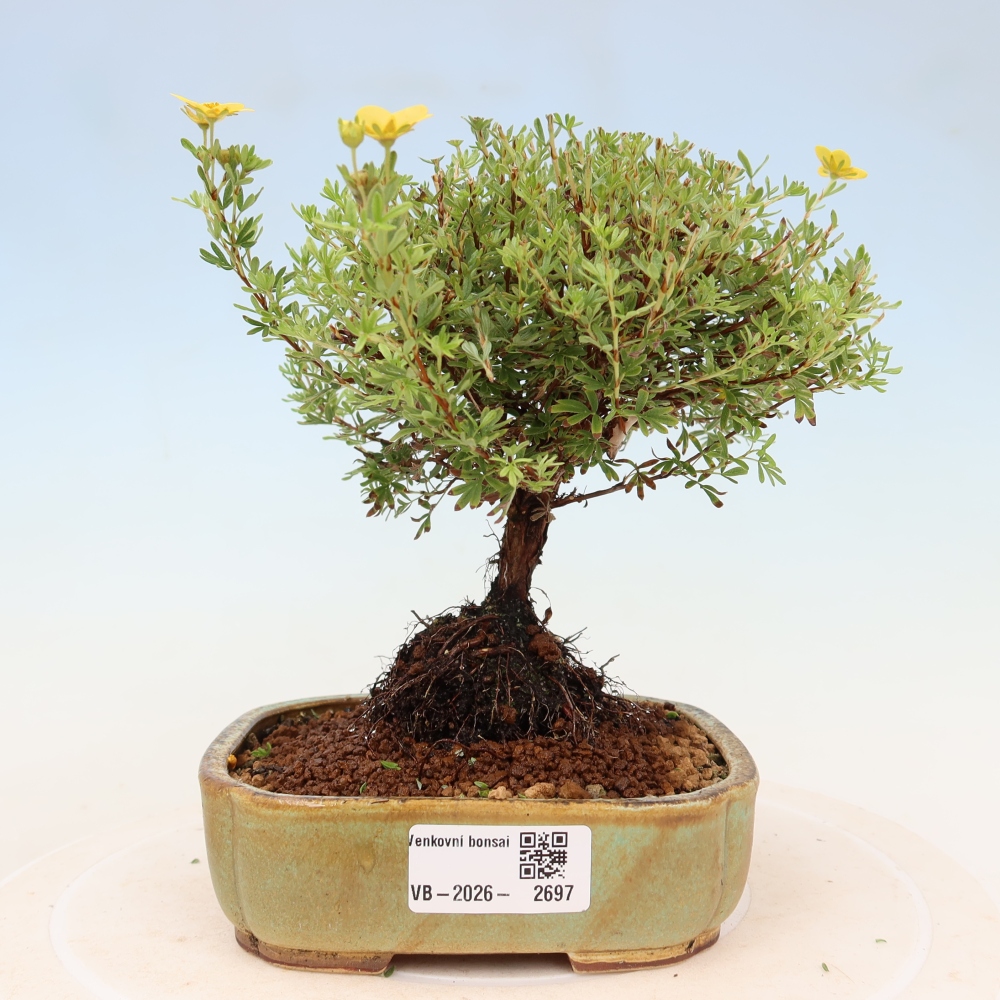 Bonsaï d'extérieur - Potentille arbustive - Potentilla fruticosa Goldkissen