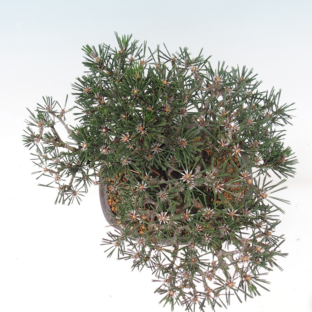 Bonsaï d'extérieur - Pinus thunbergii Kotobuki - Pin de Thunberg