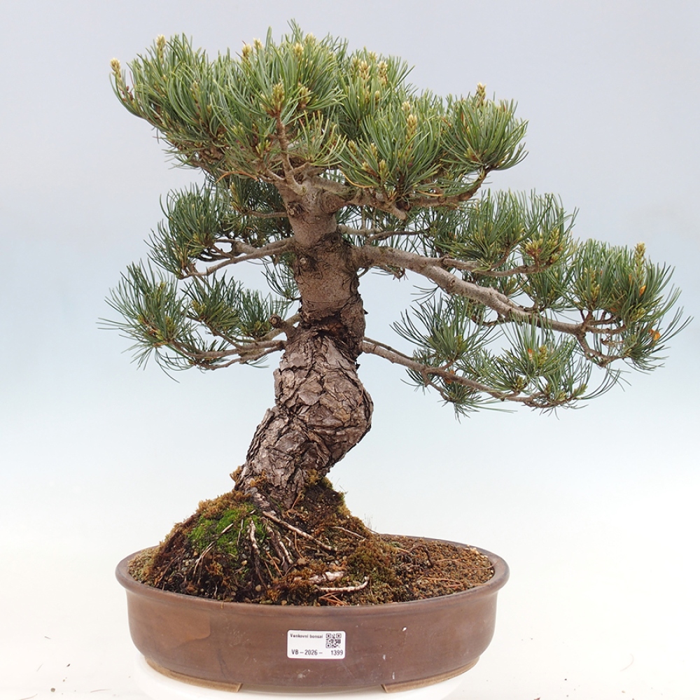 Bonsaï d'extérieur - Pinus parviflora - Pinus parviflora