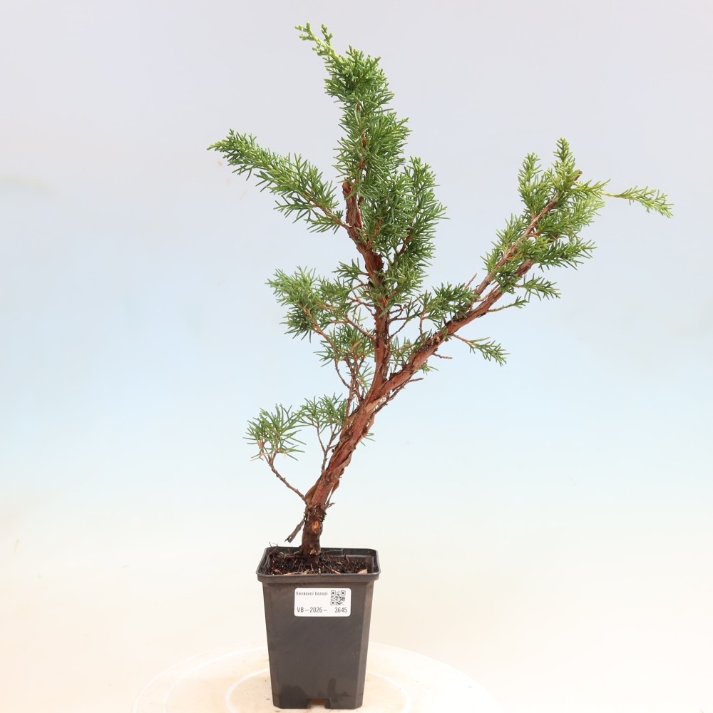 Bonsaï d'extérieur - Juniperus chinensis Kishu