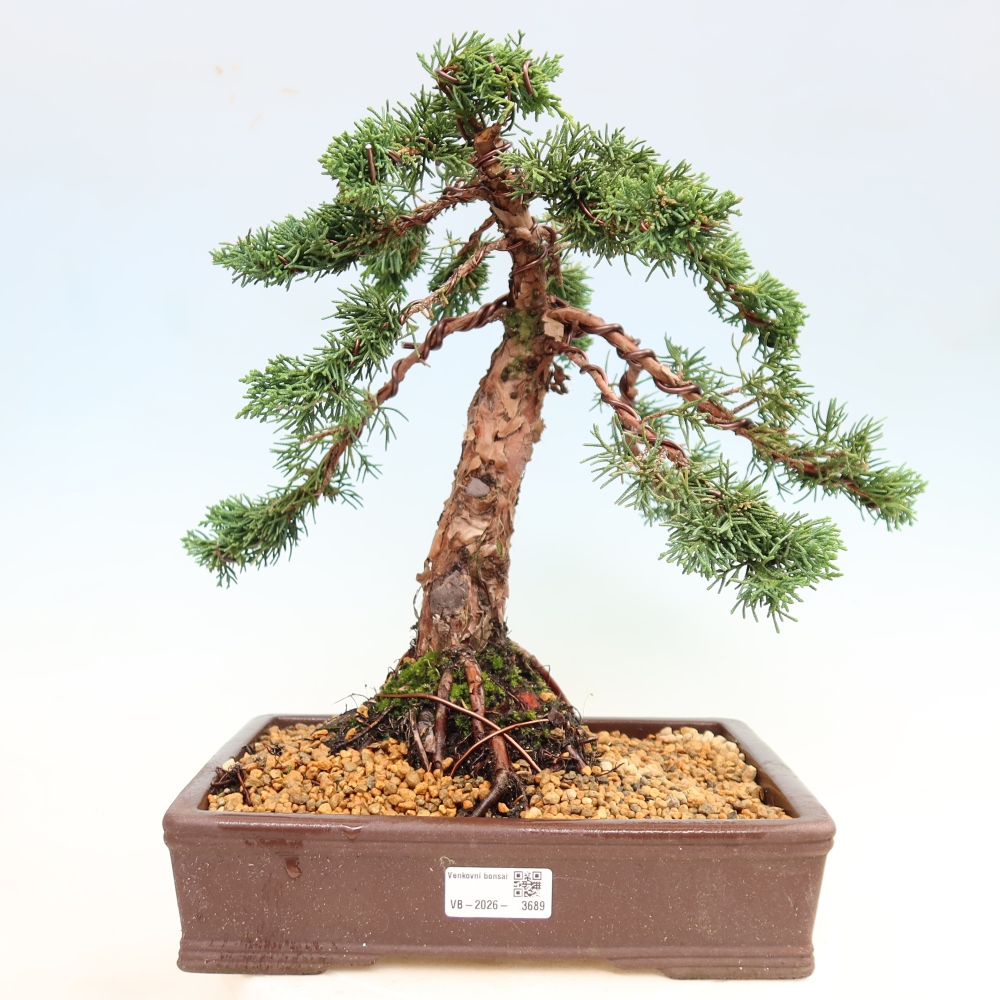 Bonsaï d'extérieur - Juniperus chinensis Kishu