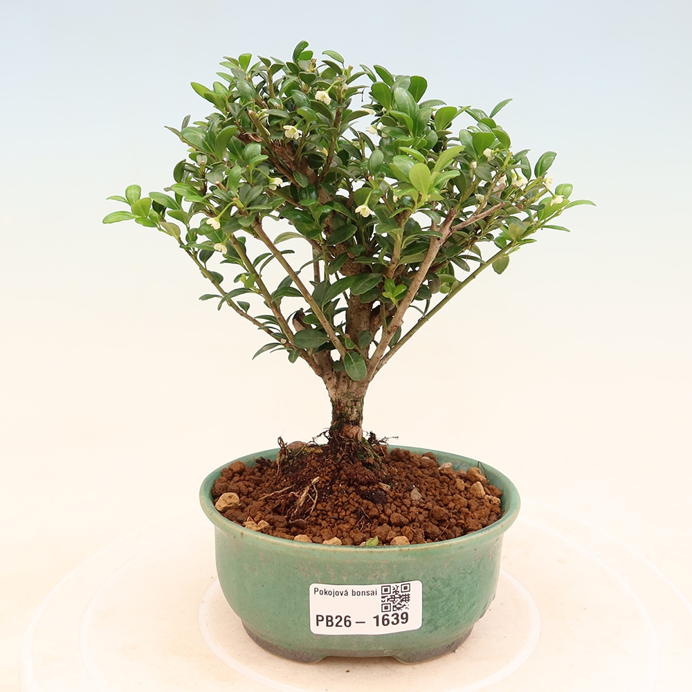 Bonsaï de chambre - Ilex crenata - Houx