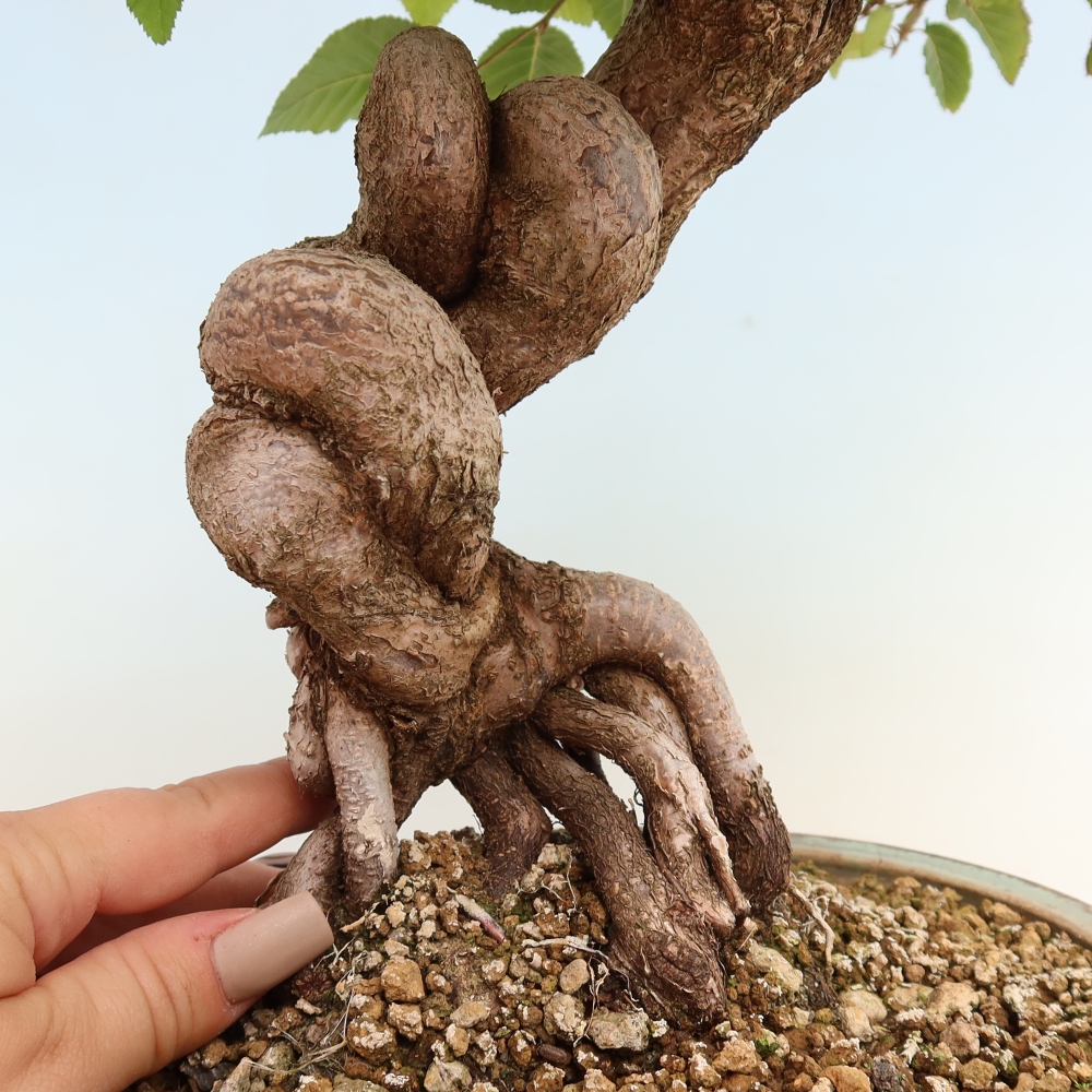 Bonsaï d'extérieur -Carpinus CARPINOIDES - Charme de Corée