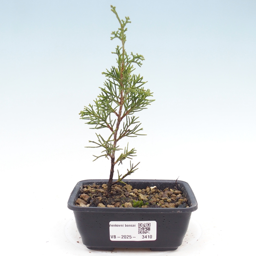 Bonsaï d'extérieur - Juniperus chinensis Itoigawa