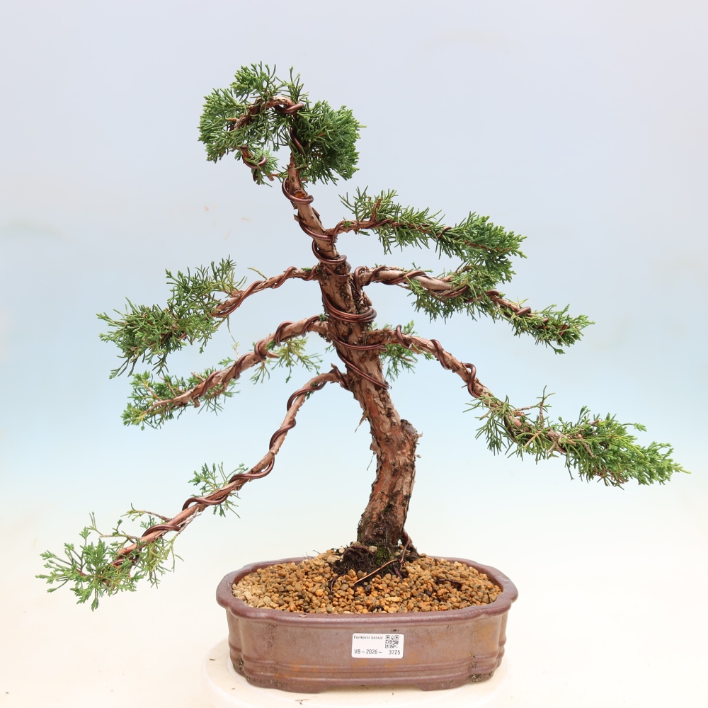Bonsaï d'extérieur - Juniperus chinensis Kishu