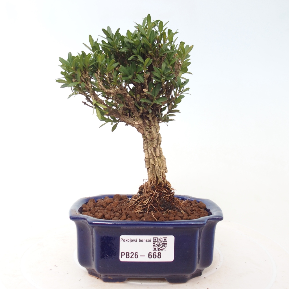 Bonsaï de chambre - Buxus harlandii - buxus liège