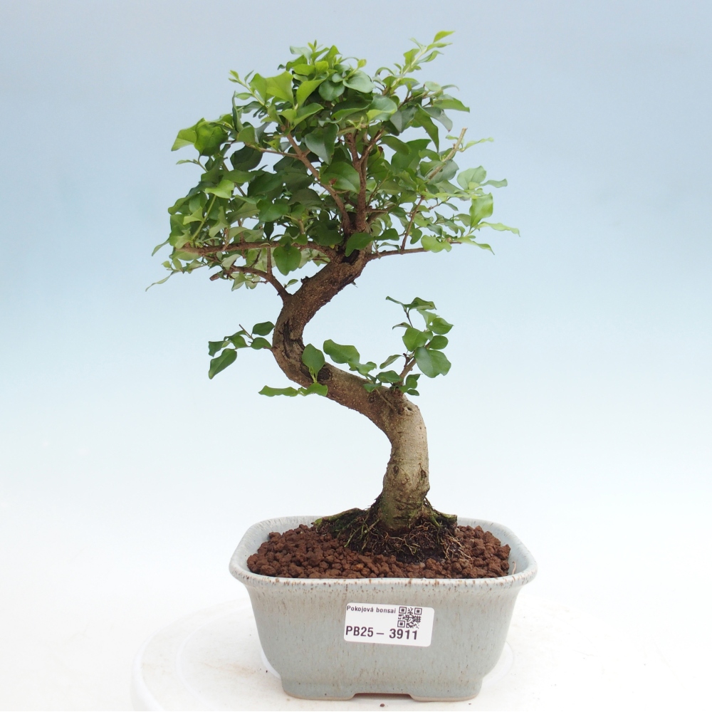 Bonsaï de chambre -Ligustrum chinensis - Bec d'oiseau