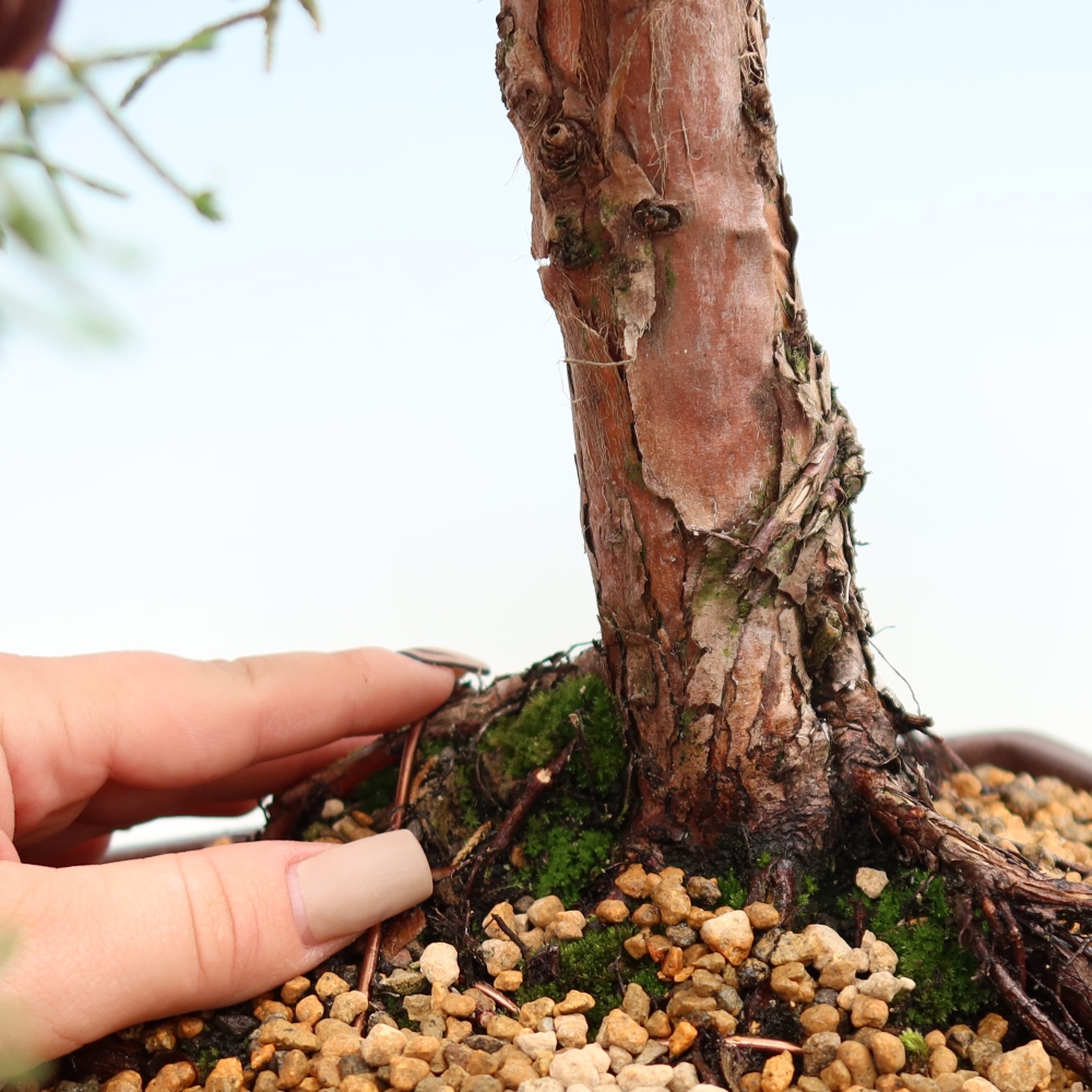 Bonsaï d'extérieur - Juniperus chinensis Kishu