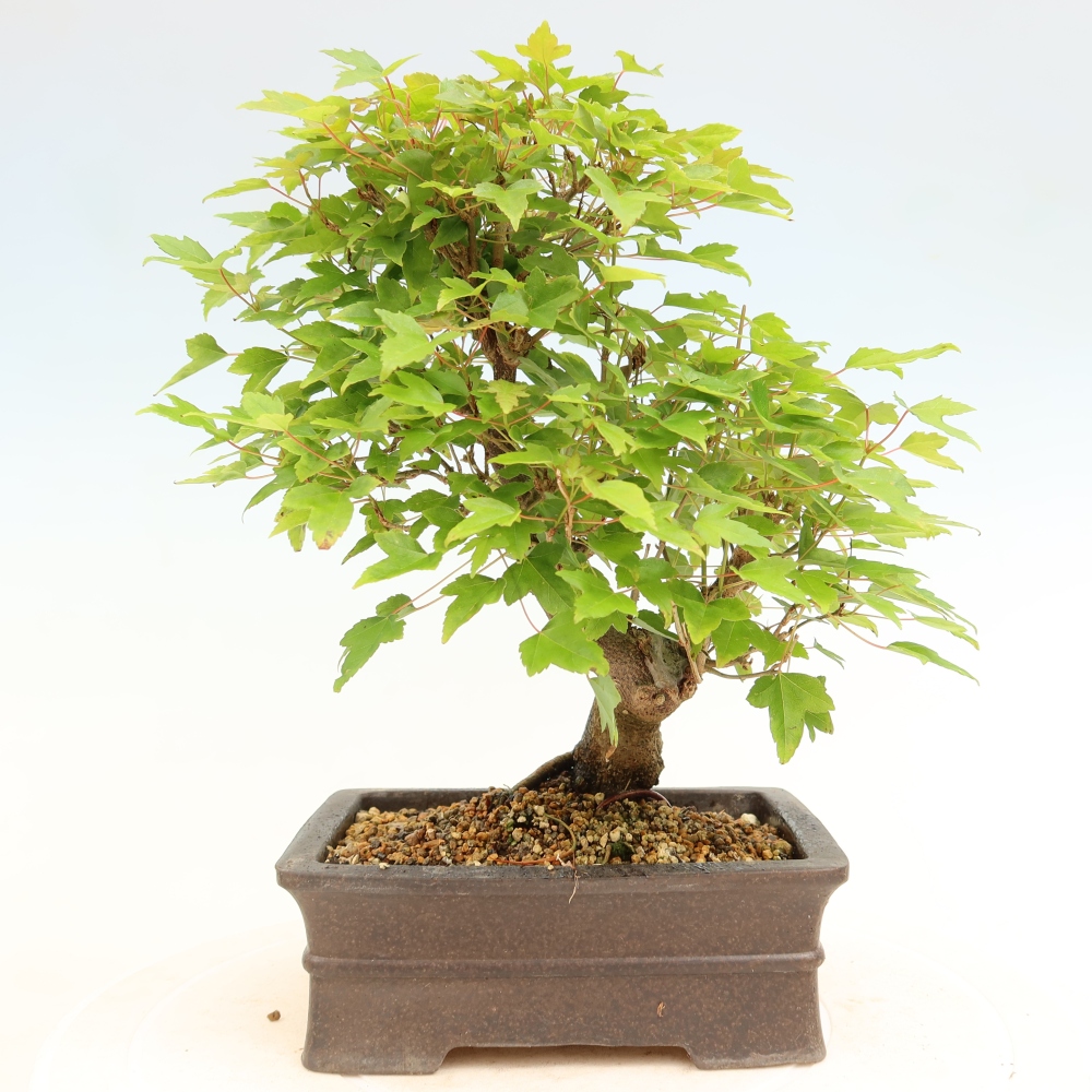 Bonsaï d'extérieur - Maple Burger - Acer Burgerianum