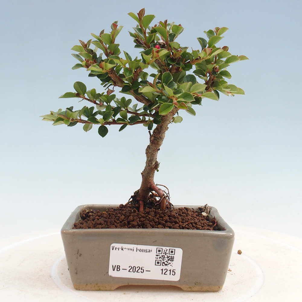 Bonsaï d'extérieur - Cotoneaster horizontalis - Rocky Mountain