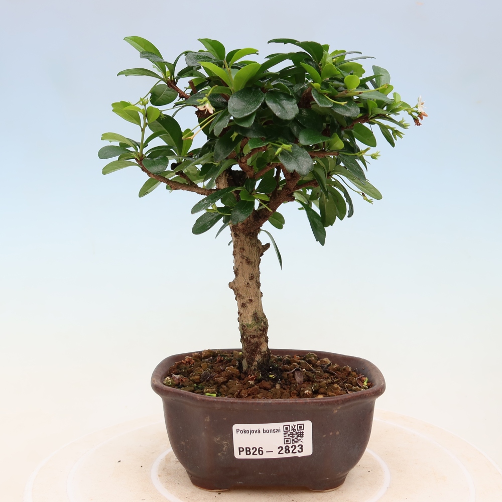 Bonsaï de chambre - Carmona macrophylla - Tea fuki