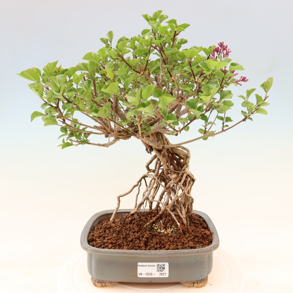 Bonsaï d'extérieur - Syringa microphylla - lilas à petites fleurs
