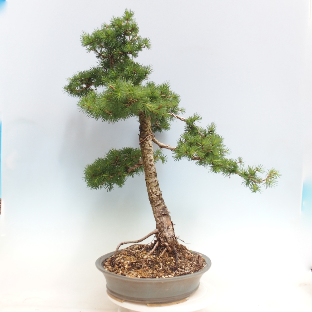 Bonsaï d'extérieur -Larix decidua - Mélèze