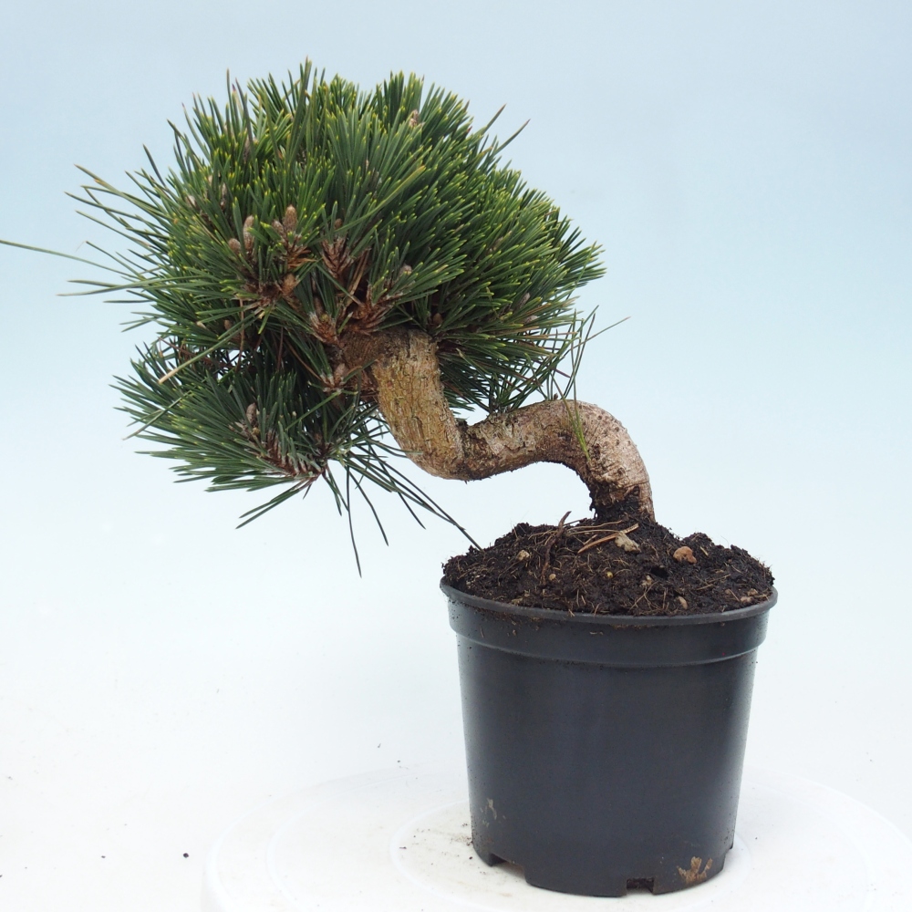 Bonsaï d'extérieur - Pinus thunbergii senjyumaru - Pin de Thunberg