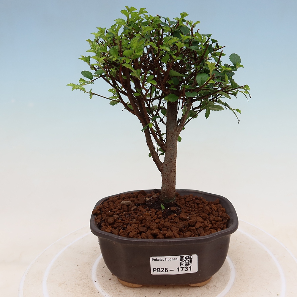 Bonsaï de chambre - Ulmus parvifolia - Orme à petites feuilles