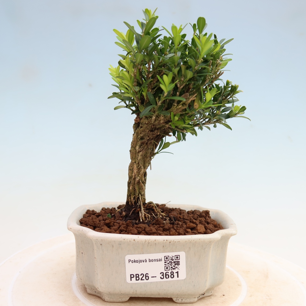 Bonsaï de chambre - Buxus harlandii - buxus liège