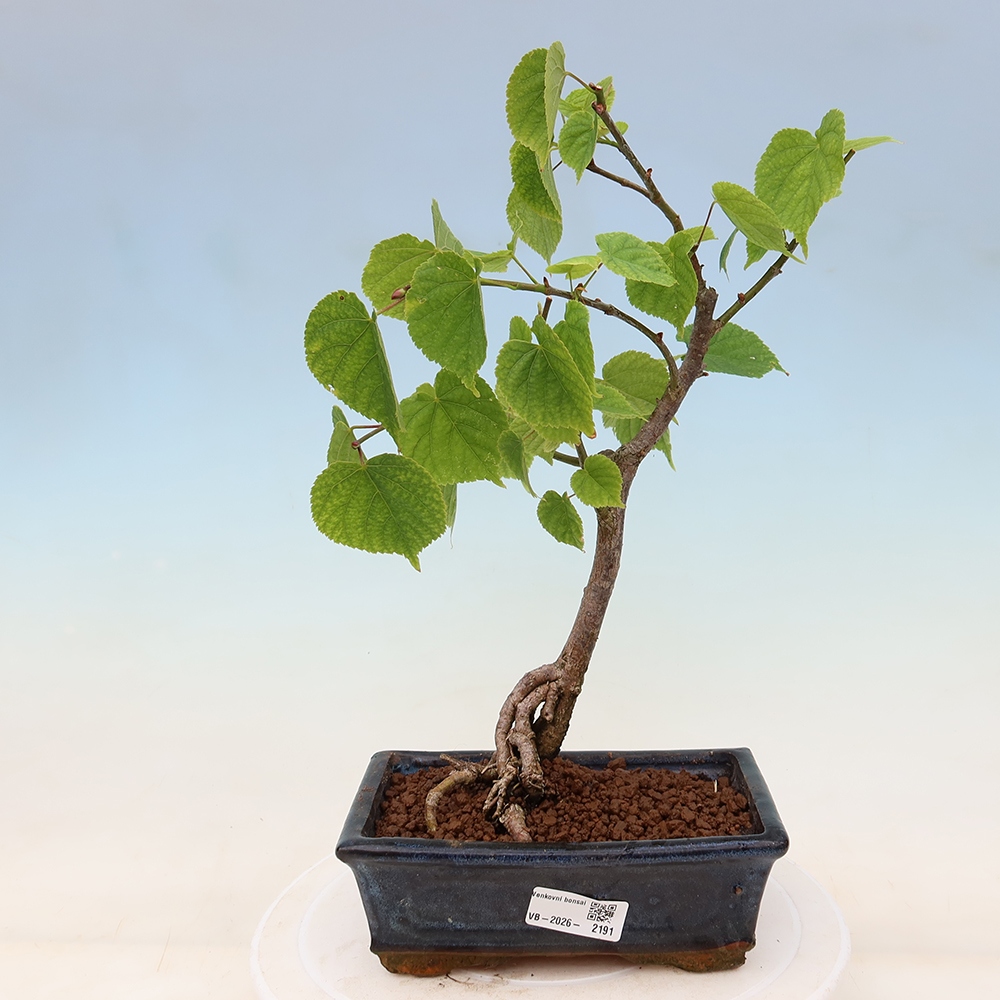 Bonsaï d'extérieur - Tilleul à feuilles cordiformes - Tilia cordata