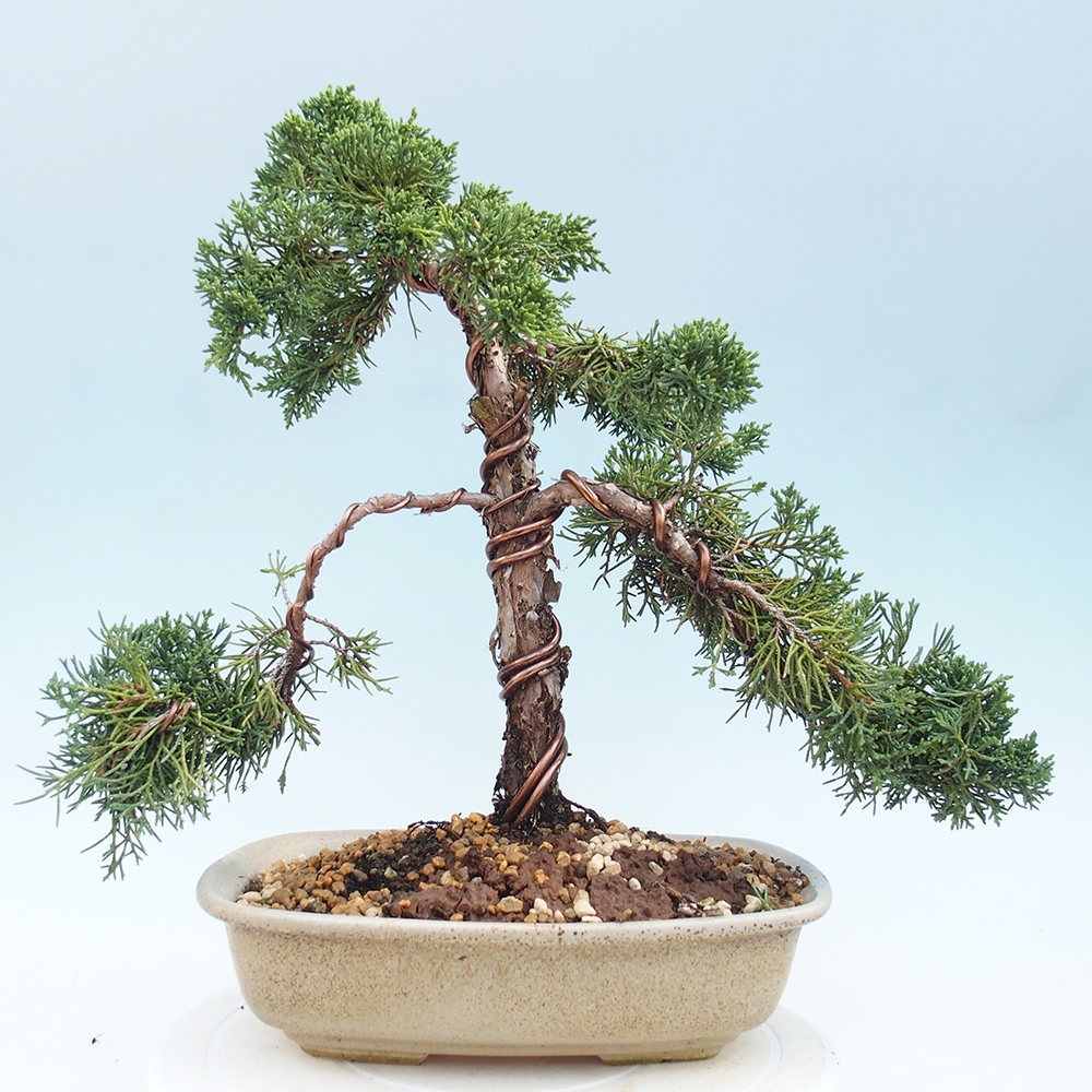 Bonsaï d'extérieur - Juniperus chinensis Kishu