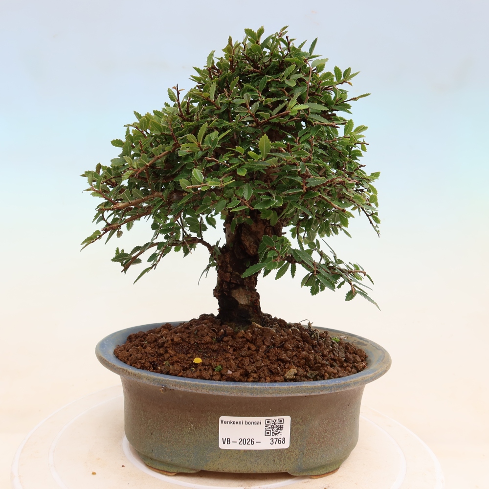 Bonsaï d'extérieur - Zelkova - Zelkova NIRE
