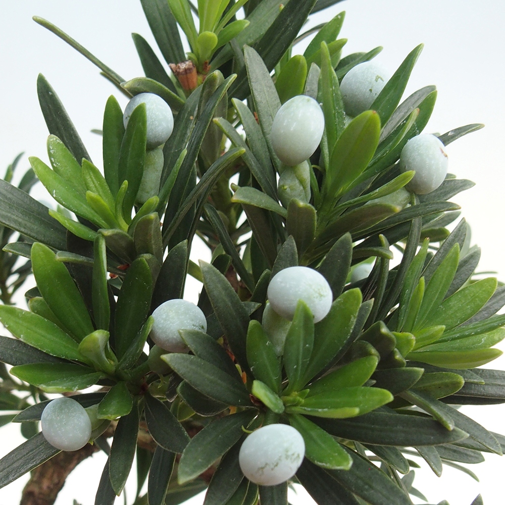 Salle bonsaï - Podocarpus - If en pierre
