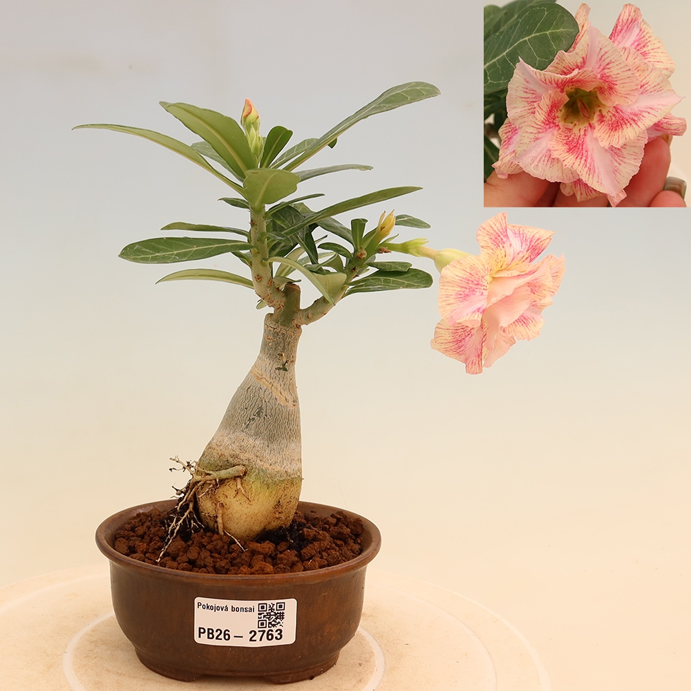 Bonsaï d'intérieur - Adenium obesum greffé V.F.S.277  - Rose du désert