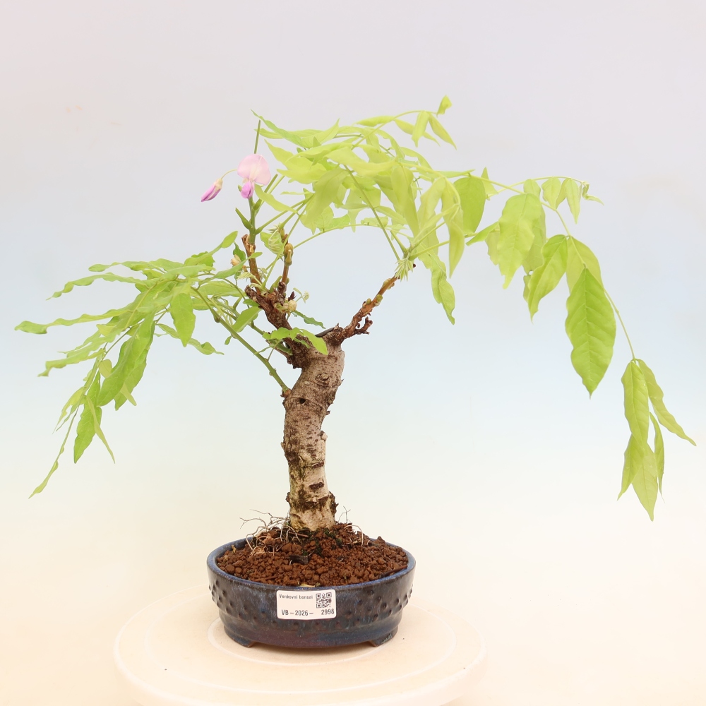 Bonsaï d'extérieur - Wisteria floribunda