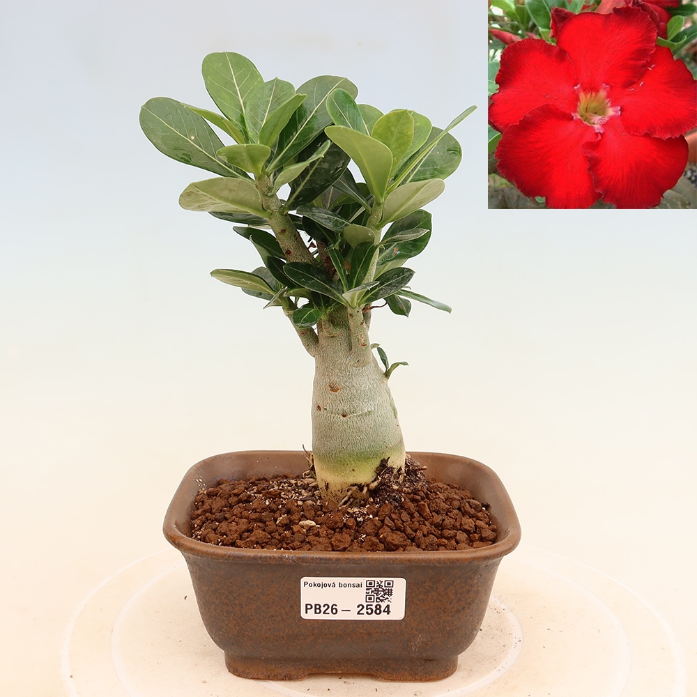 Bonsaï d'intérieur - Adenium obesum Red Star - Rose du désert