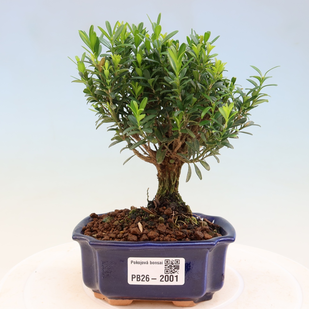 Bonsaï de chambre - Buxus harlandii - buxus liège