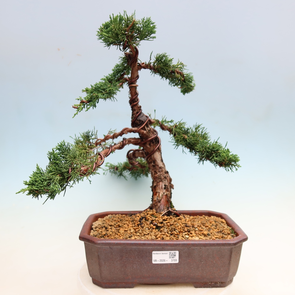 Bonsaï d'extérieur - Juniperus chinensis Kishu