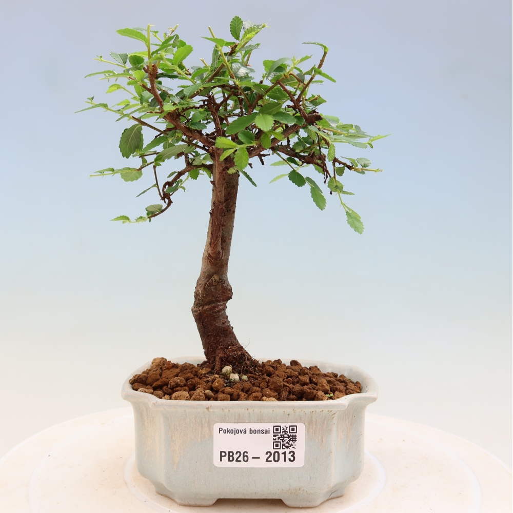 Bonsaï de chambre - Ulmus parvifolia - Orme à petites feuilles