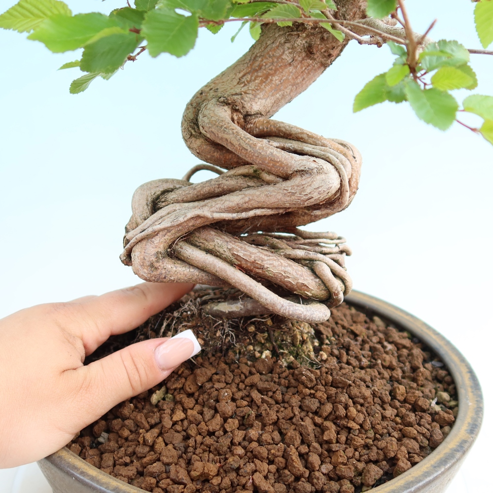 Bonsaï d'extérieur -Carpinus Coreana - Charme de Corée