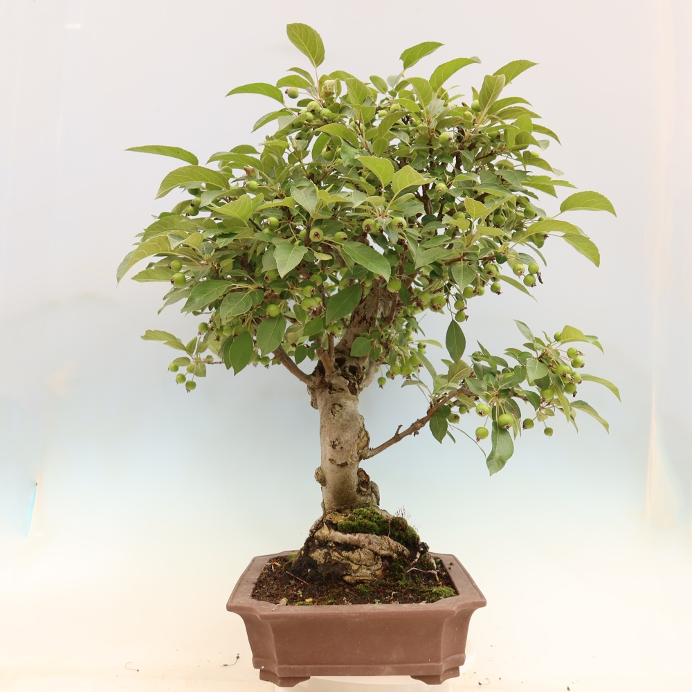Bonsaï d'extérieur -Malus halliana - Pommier à petits fruits