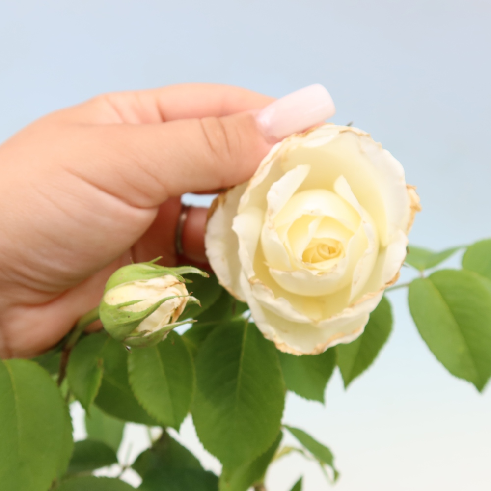 Bonsaï d'extérieur - Rosa Kordes - rose