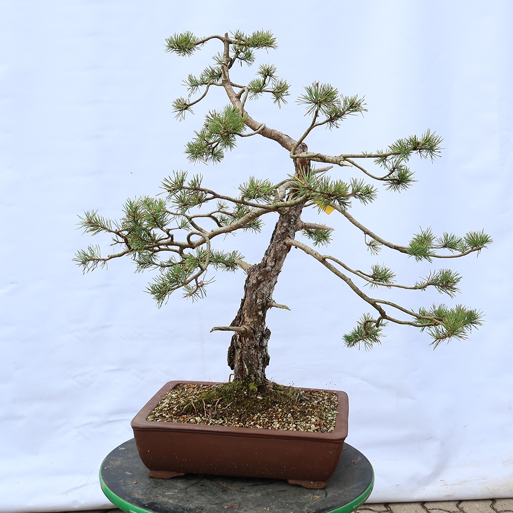 Pinus sylvestris Espagne - pin sylvestre