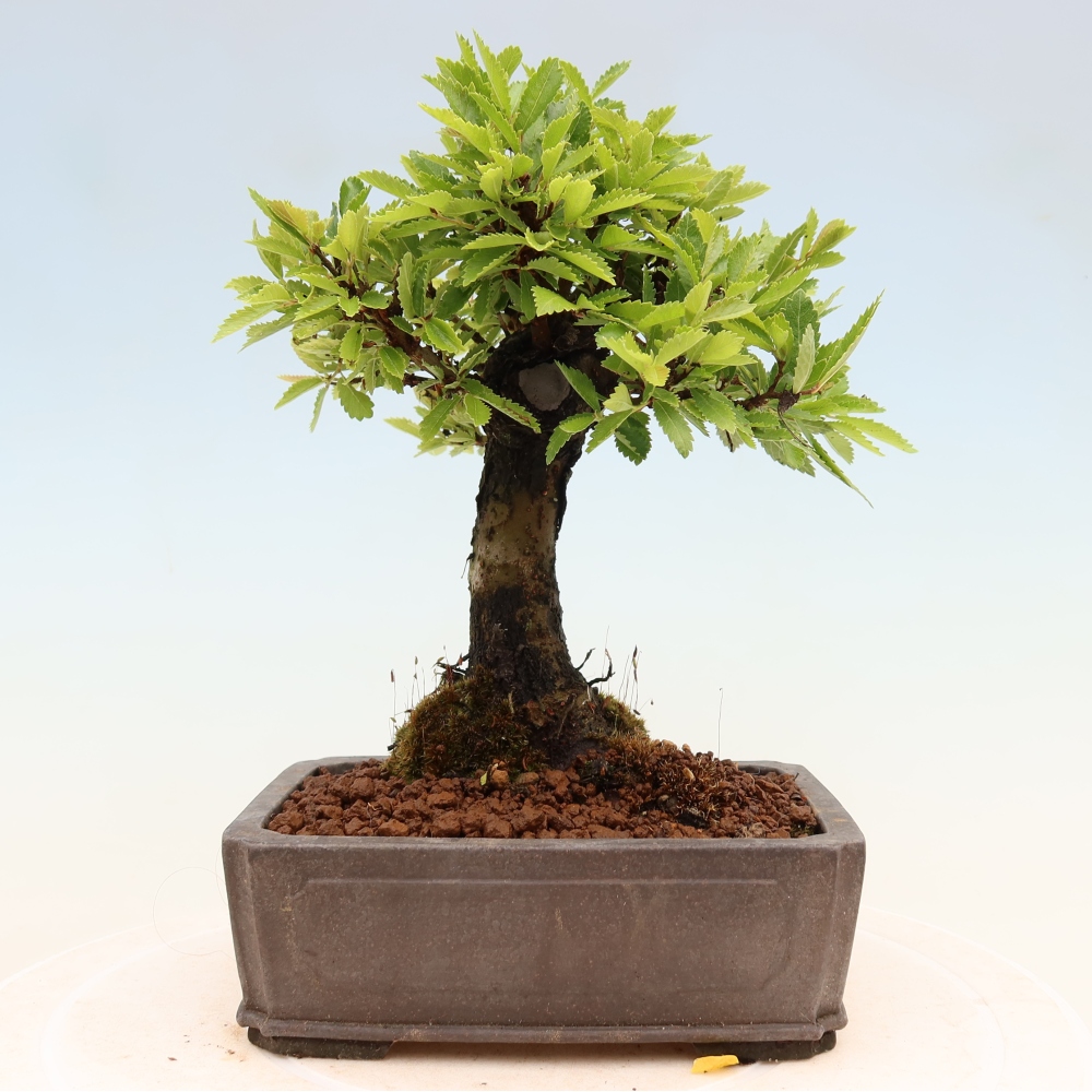 Bonsaï d'extérieur - Zelkova - Zelkova NIRE