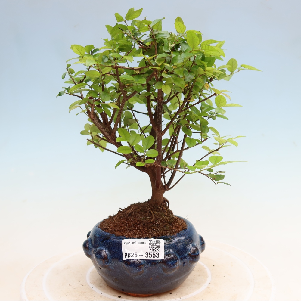 Bonsaï de chambre - Sageretia thea - Sageretia thea
