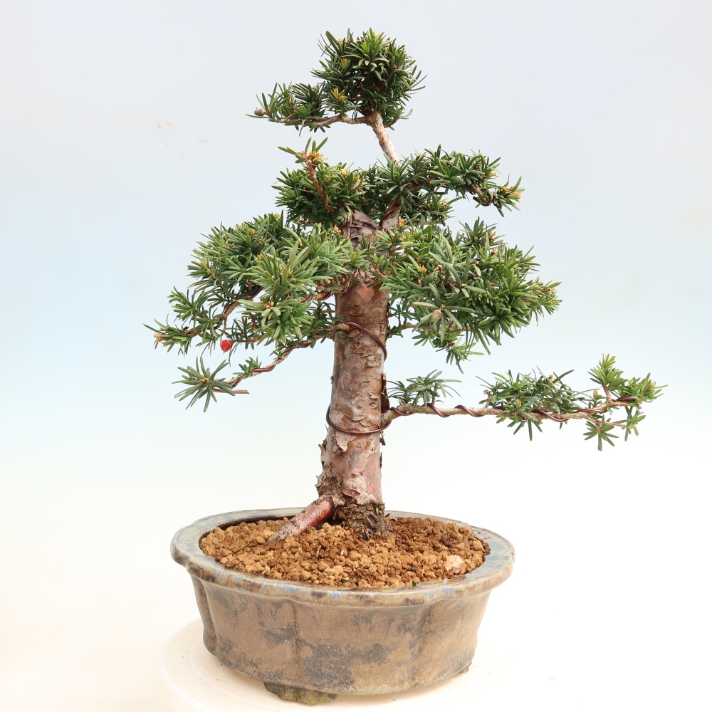 Bonsaï d'extérieur - Taxus cuspidata - If japonais
