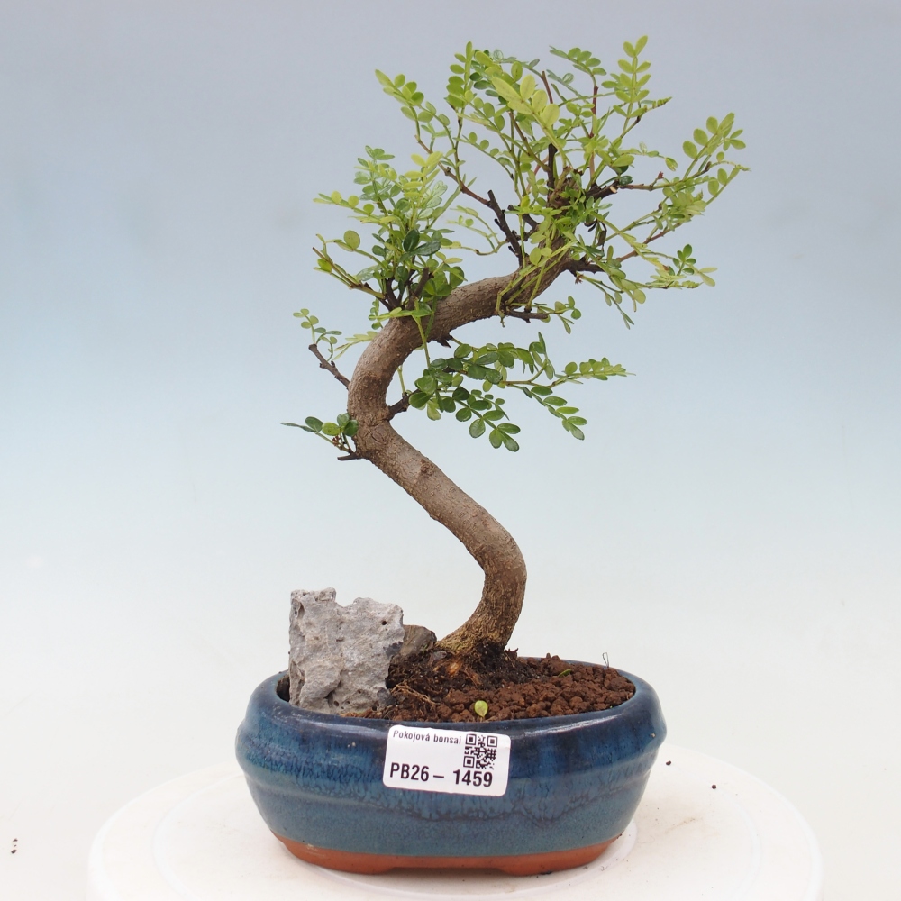Salle bonsaï - Zantoxylum piperitum - arbre à poivre