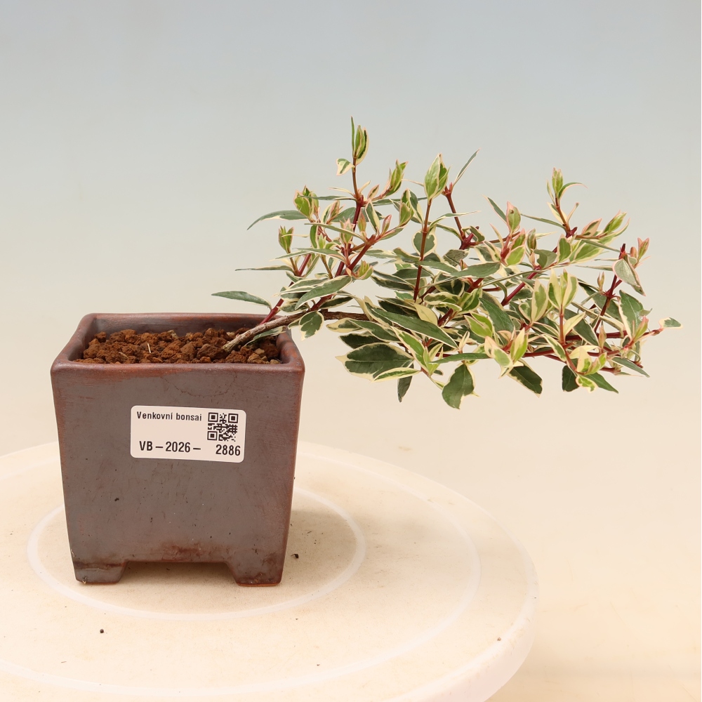 Bonsaï d'extérieur - Abelia gr. Confetti - Abélie à grandes fleurs
