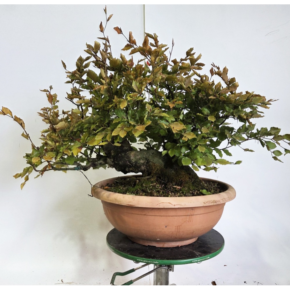Bonsaï d'extérieur-Fagus sylvatica